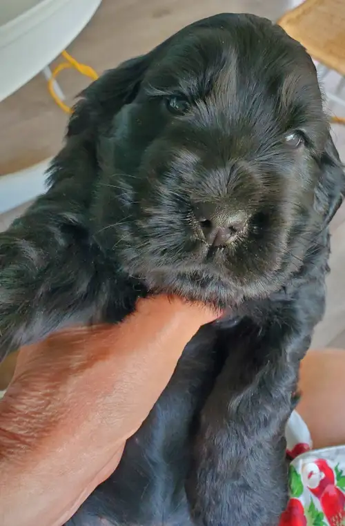 Purebred from européen champion bloodline. Canadian Kennel Club registred. Breeder is ckc member. DN...