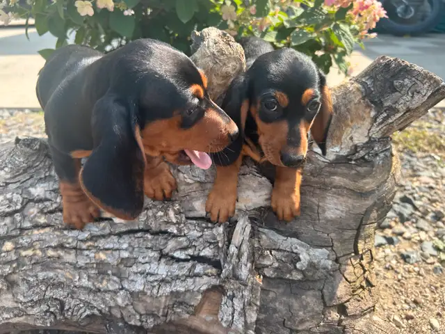Miniature Dachshunds( Sold) in Dogs & Puppies for Rehoming in Winnipeg - Image 2