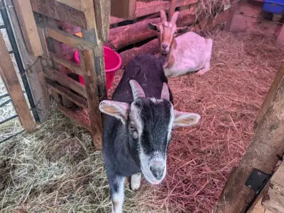3 months old nice and friendly, from. Healthy herd Toggenburg x Pygmy Located in Tatamagouche