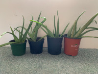 Indoor/Outdoor Aloe Vera Barbadensis (Aloe Vera) Plants ~6 inch