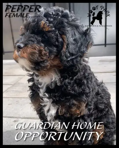 Beautiful purebred miniature poodle Guardian Home, View more