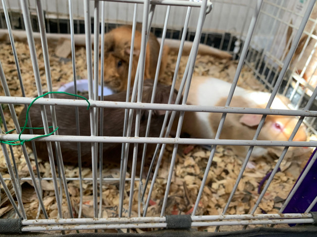 Guinea pigs in Small Animals for Rehoming in Mississauga / Peel Region - Image 2