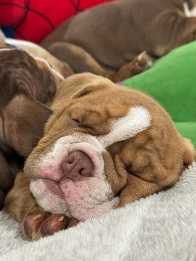 Olde English Bulldog puppies ready for Christmas! Dogs & Puppies for