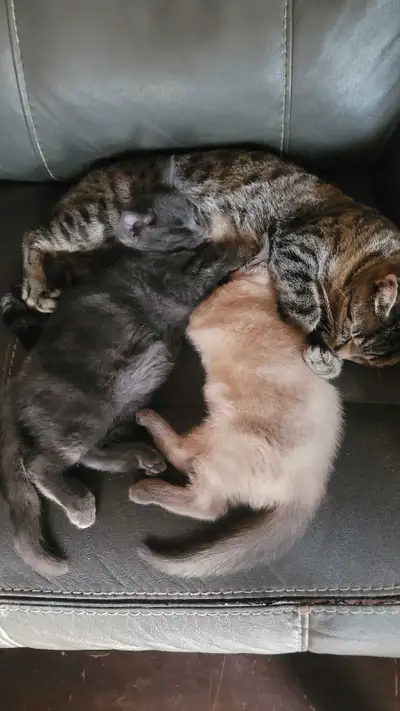 kittens for sale, View more