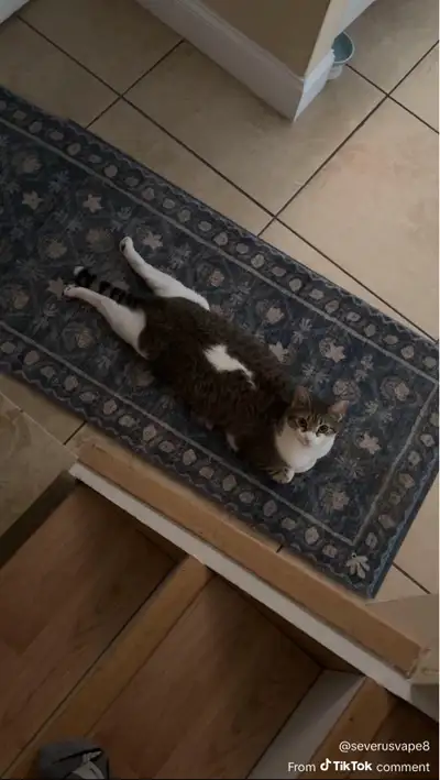 Cat Sitting — $20 per night/day, View more