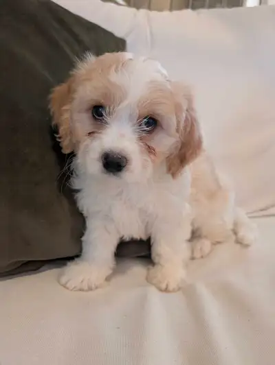 Beautiful Cavachon Pups!, View more