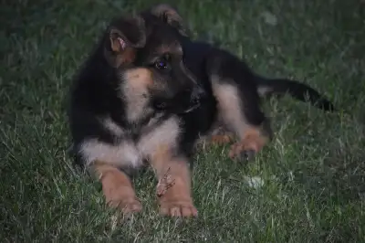 German Shepherd Puppies, View more