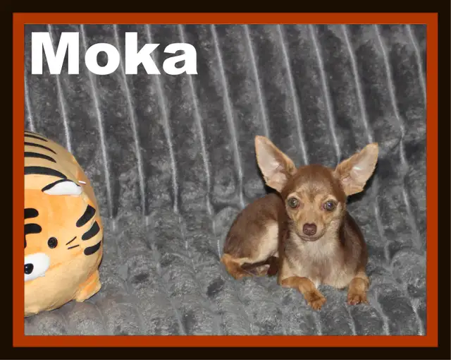 Chihuahua❤️Mâle mini❤️Protection100%.GarantieTop Qualité★★★ in Dogs & Puppies for Rehoming in Laval / North Shore - Image 4