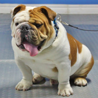 pure breed English Bulldog puppies, CKC Registered