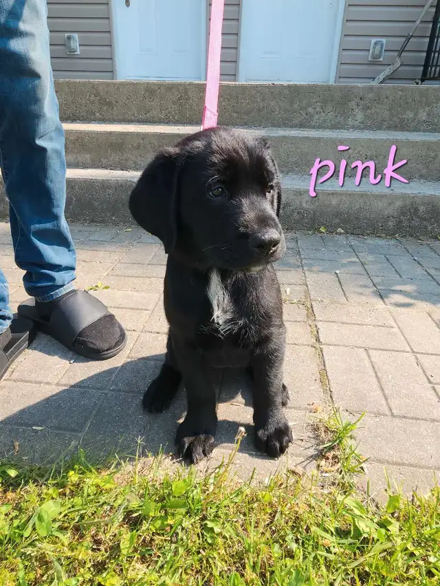 1 left!! Puppy Ready for her forever home in Dogs & Puppies for Rehoming in Barrie - Image 2