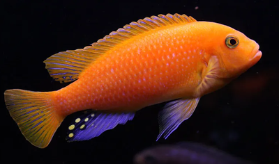 Welcome to Devan's Aquatics! Quality fish for reasonable prices. Red Zebra and OB Cichlid. 4-5" $10...