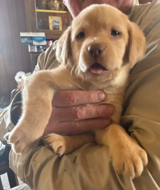Beautiful Purebread Lab Puppies in Dogs & Puppies for Rehoming in Ottawa - Image 7