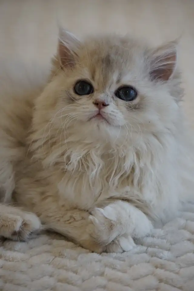 Purebred British Shorthair And Longhair Kittens in Cats & Kittens for Rehoming in City of Montréal - Image 10