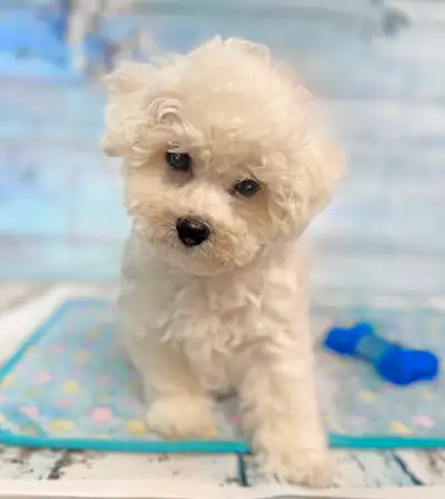 BEAUTIFUL CKC BICHON PUPPIES!, View more