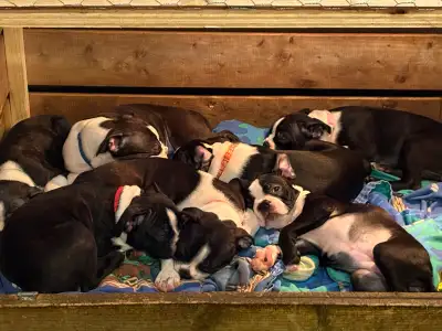 Boston Terrier Puppies **Healthy & Well socialized**, View more