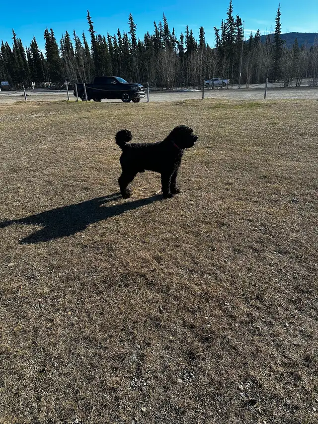 Male Bouvier puppy for sale non shedding  1500 in Dogs & Puppies for Rehoming in Whitehorse - Image 11