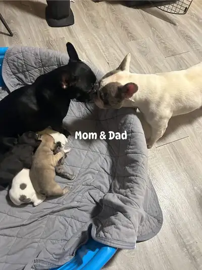 Purebred French bulldog puppies, View more