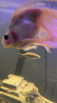 Ryukin Goldfish 5 - 7 inch long