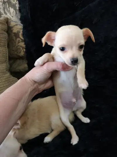 ❤️ VALENTYNE ENTERPRISE❤️ CHIHUAHUA PUPPYS + ADULTS 705 930 3541, View more