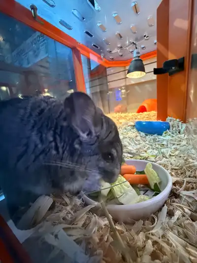 Chinchilla for rehome. $459 pre taxes.