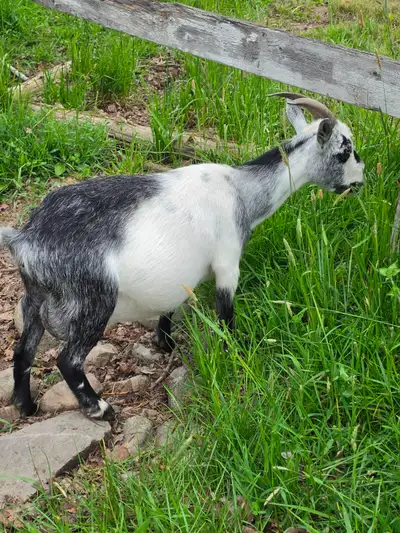 Nigerian goat in milk, View more