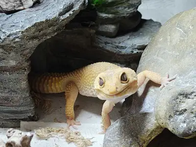 Female leopard gecko Estimated age approx 4 years old This is my lovely pet leopard gecko. She is gr...