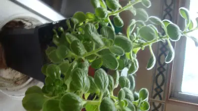 CUBAN OREGANO HOUSEPLANT P/U QUEENSLAND SE, View more