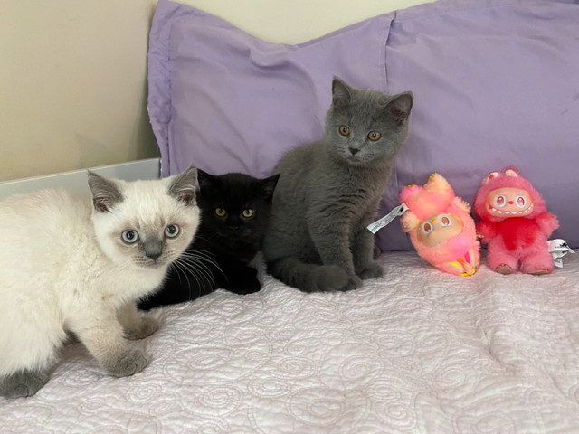 Purebred Scottish Straight/Fold Kittens Ottawa in Cats & Kittens for Rehoming in Ottawa