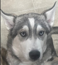 Siberian husky pup for re homing