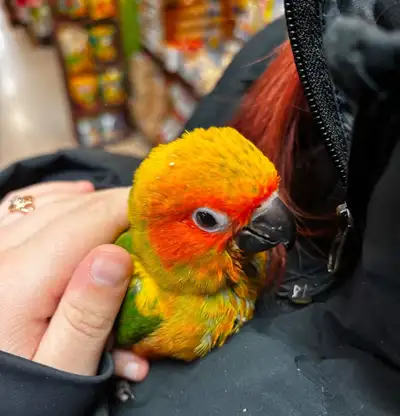 baby sun conure, View more
