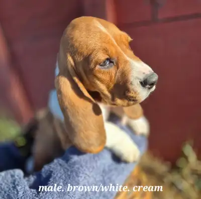 Ready to join your family! - Sweet Basset Hound Puppies, View more