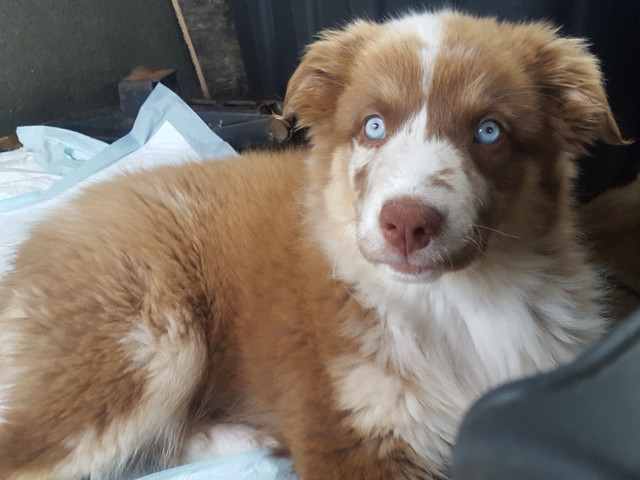Beautiful Australian Shepherd Puppies in Dogs & Puppies for Rehoming in Barrie - Image 3
