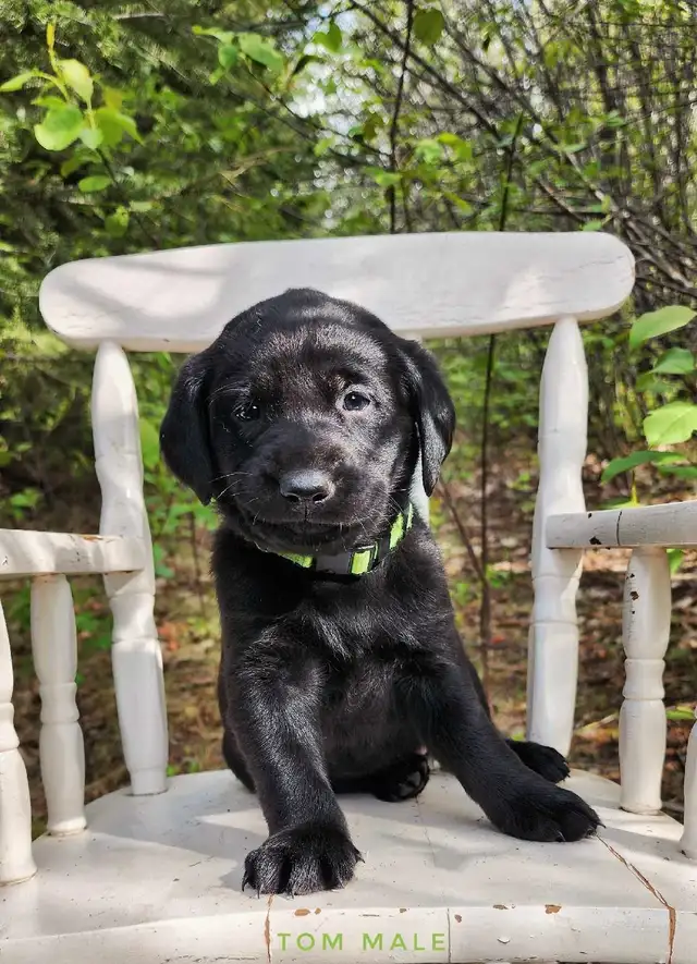 Labrador Retriever in Dogs & Puppies for Rehoming in Red Deer - Image 4