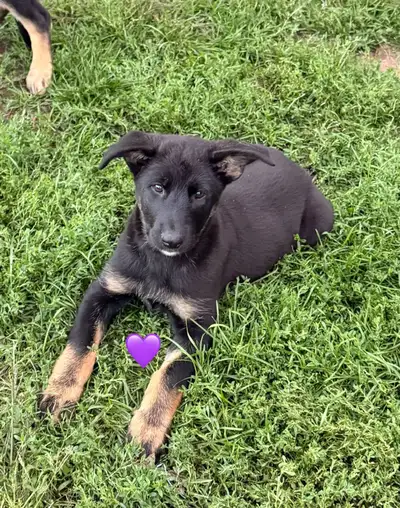 Berger Allemand X  Malinois, View more
