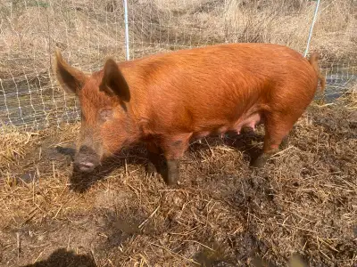PUREBRED TAMWORTH SOW ONE YEAR OLD RAISED ON CERT ORGANIC FEED, View more