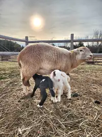 Pending Pickup: Katahdin Ewe And Ram Lambs