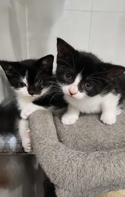 kittens American Short-hair, View more