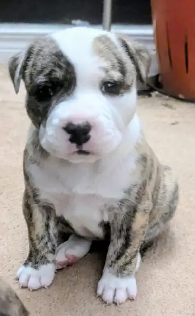 Unique One of A Kind! Miniature Terrier Type Puppies 3F/1M, View more