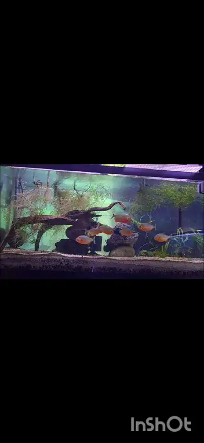 Fish / Tanks, View more