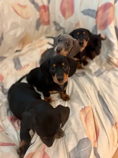 Dachshund Puppies  , View more