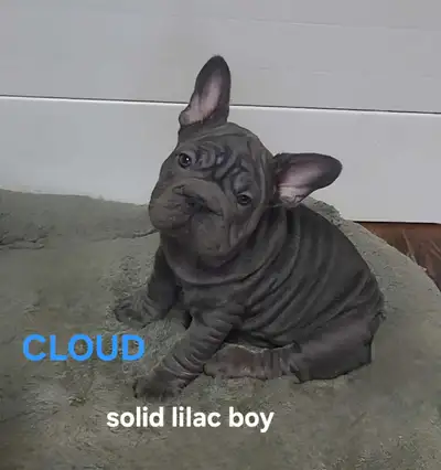 Top Qty French Bulldog puppies Solid Blue/Lilac/Platinum, View more