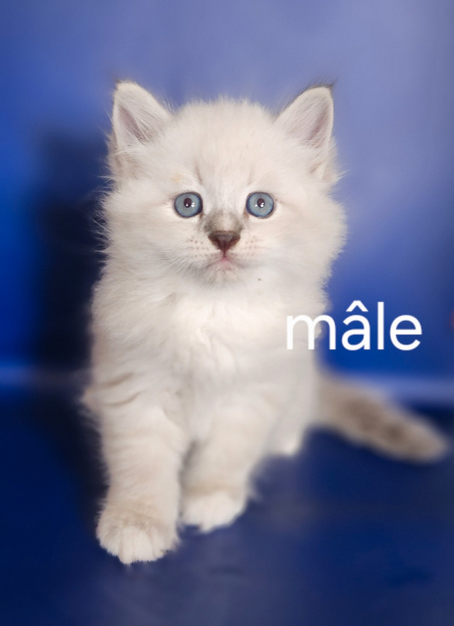 chatons siberiens neva masquerade dans Chats et chatons à adopter  à Longueuil/Rive Sud - Image 2