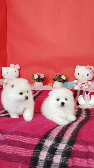 Premium Snow-white Pomeranian Puppies, View more