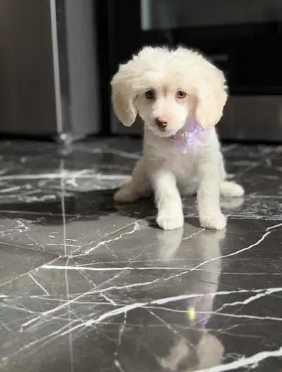 Petite Femelle  Maltipoo (6 lbs ) ❤❤, View more