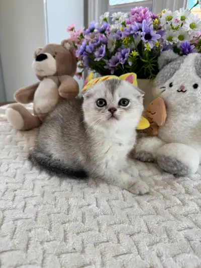 Scottish Fold and Straight Kittens Available, View more