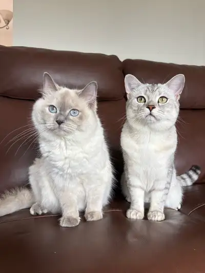 Beautiful Ragdoll and British Shorthair Cat, View more