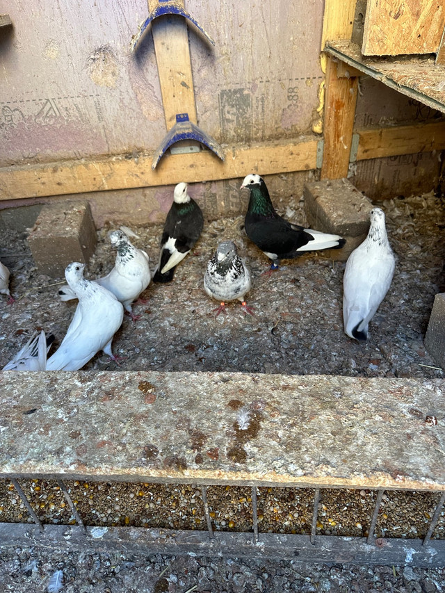 High fly Pakistani and Afghani pigeons for sale  in Birds for Rehoming in Woodstock