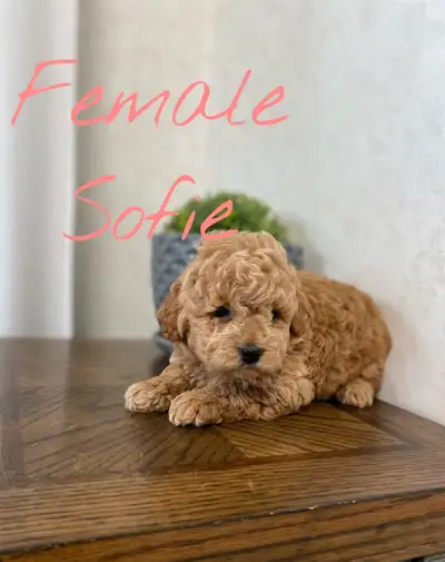 Micro / Mini golden doodles!, View more