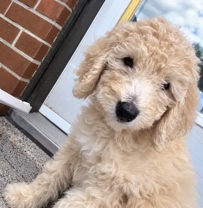 Labradoodle Puppies – 9 Weeks Old –  Female, View more