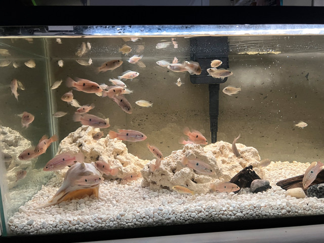 red jewel cichlids over 2” in Fish for Rehoming in Mississauga / Peel Region - Image 4
